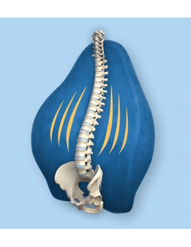 ARM PODUSZKA LĘDŹWIOWA MFP-5344