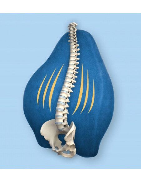 ARM PODUSZKA LĘDŹWIOWA MFP-5344